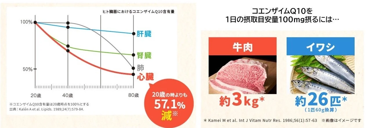 ヒト臓器におけるコエンザイムQ10含有量
