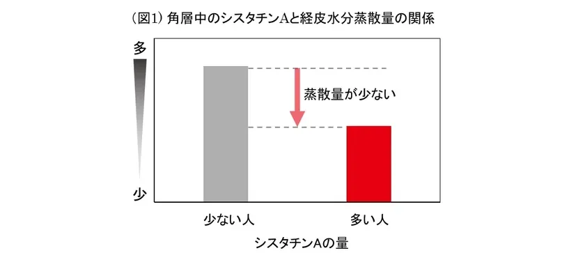 角層中のシスタチンAと経皮水分蒸散量の関係