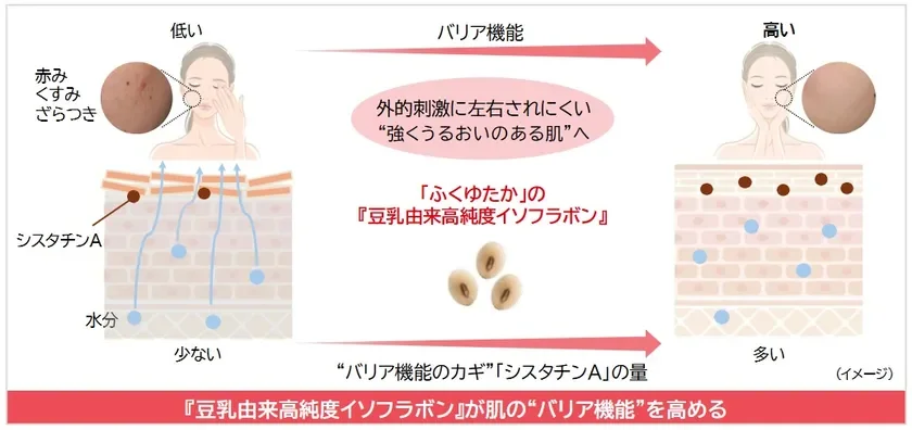 肌のバリア機能を高める豆乳由来高純度イソフラボン
