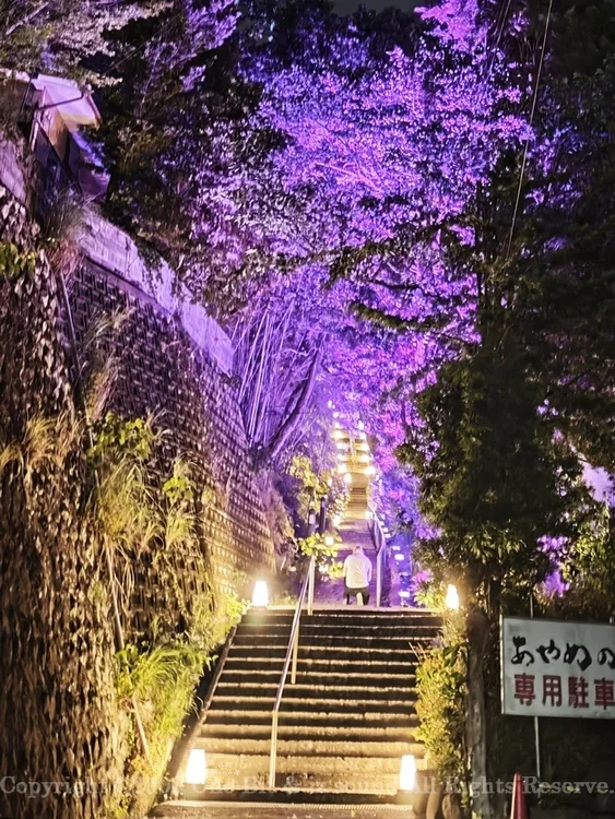 夜の石段が紫色のライトで照らされ、幻想的な雰囲気を醸し出している。