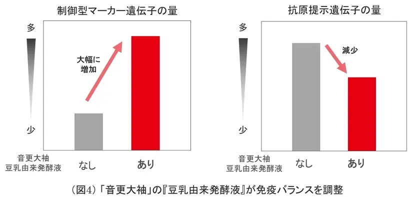 「音更大袖」の豆乳由来発酵液が免疫バランスを調整するメカニズムを示すグラフ