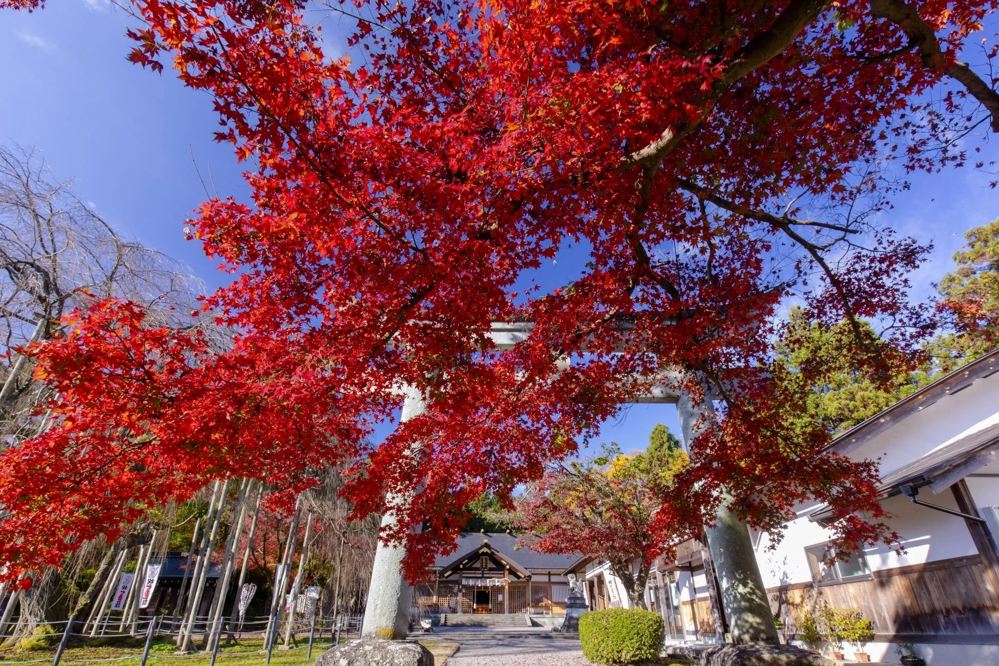 紅葉の神社