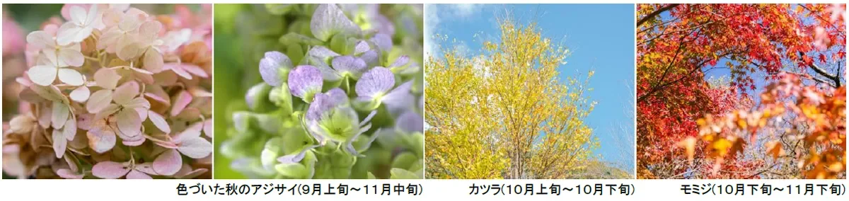 色づいた秋のアジサイ、カツラ、モミジ