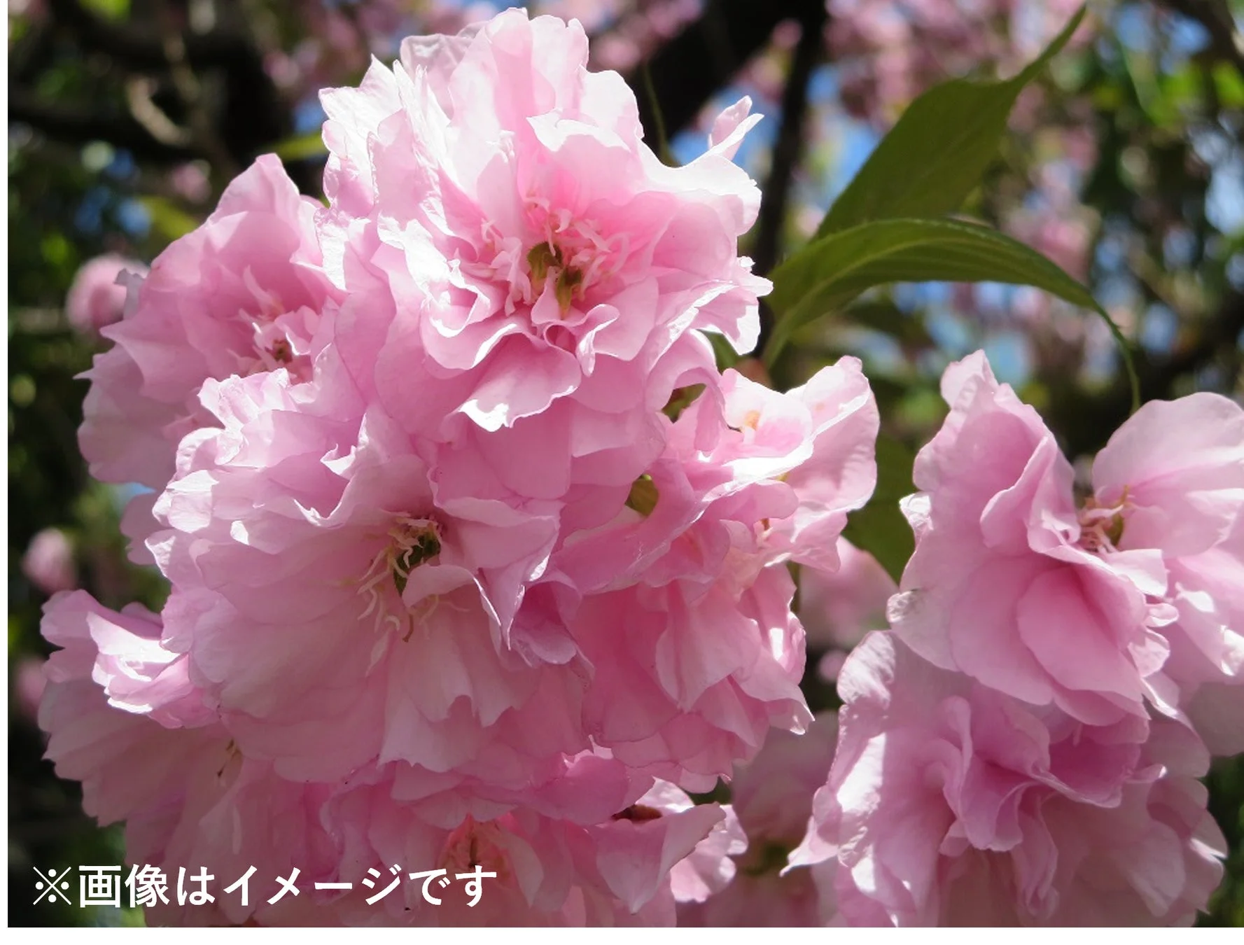 桜の花のイメージ