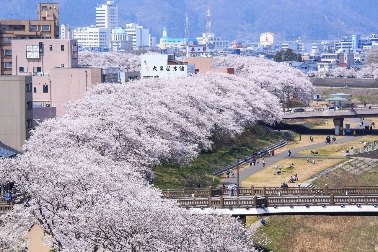 桜並木