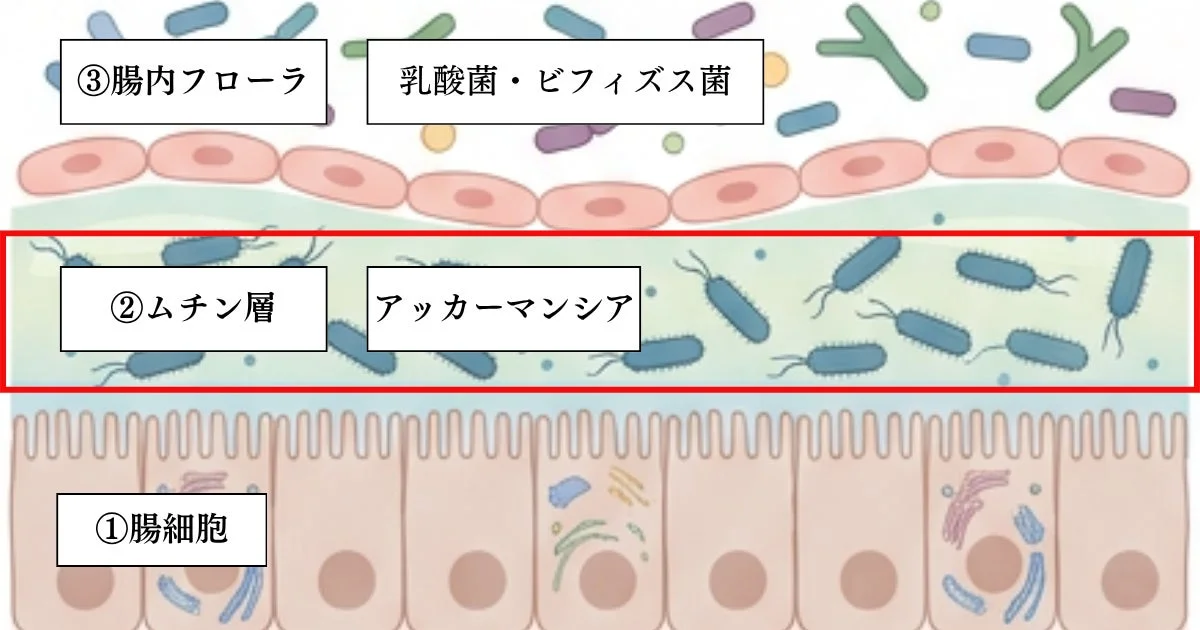 腸管の構造と腸内フローラの図