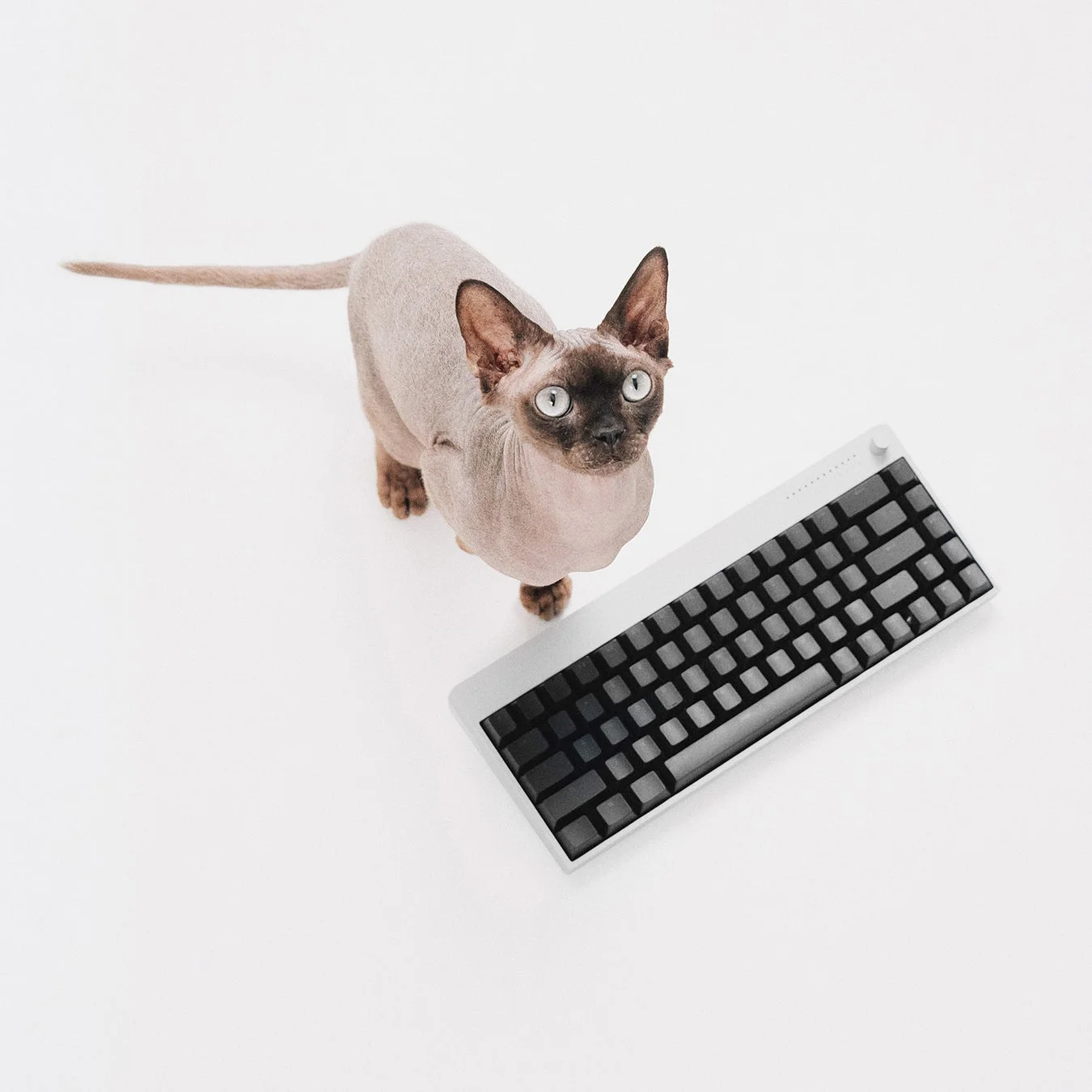 スフィンクス猫とキーボード