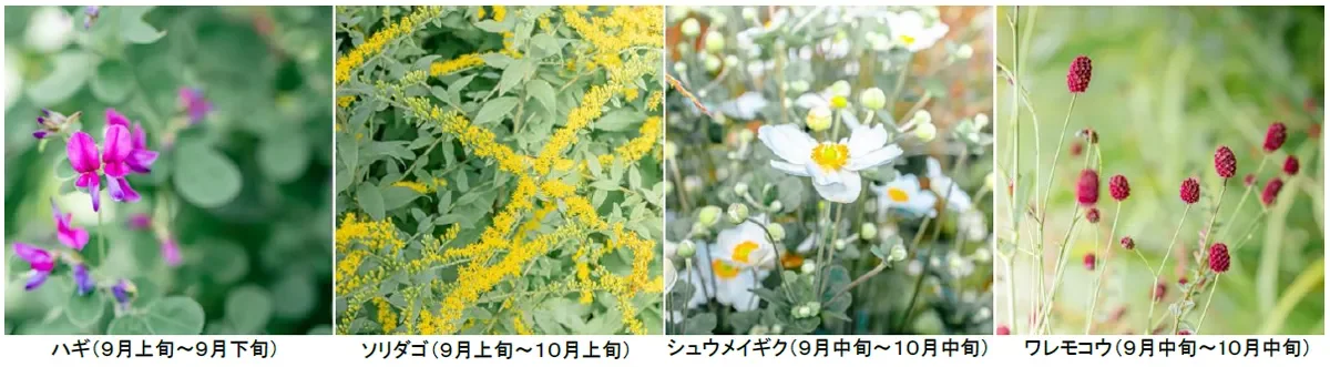 ハギ、ソリダゴ、シュウメイギク、ワレモコウ