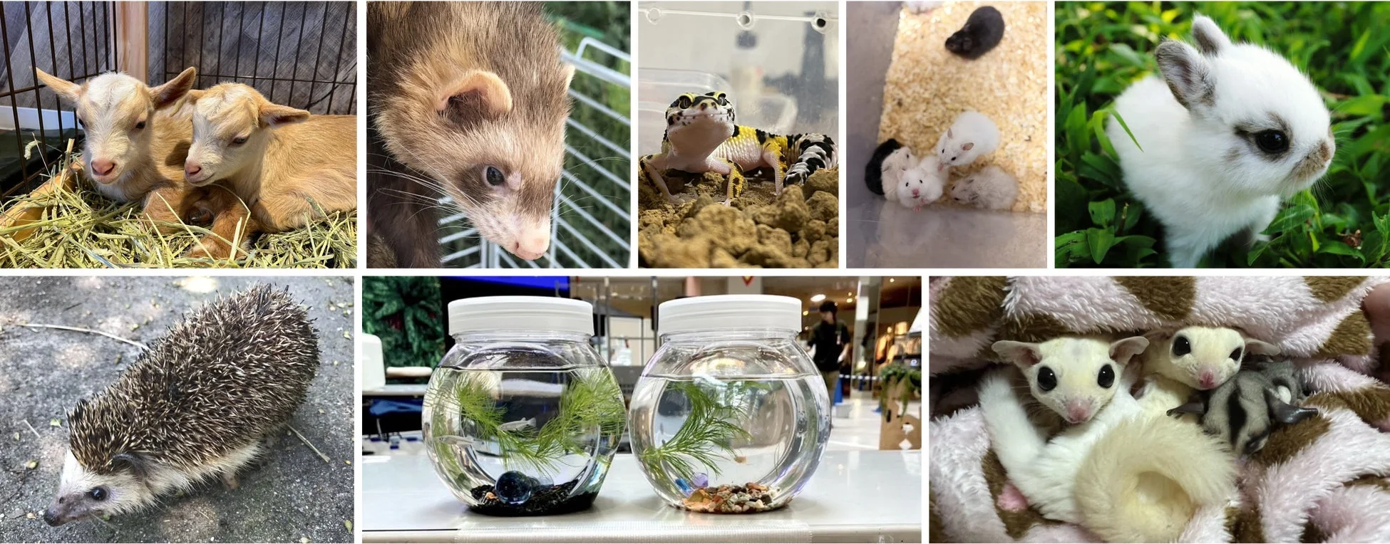 様々な小動物たちとメダカが泳ぐアクアリウムのコラージュ
