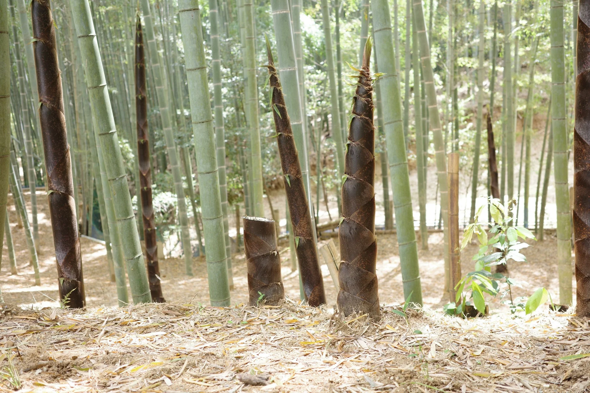 竹林とタケノコ