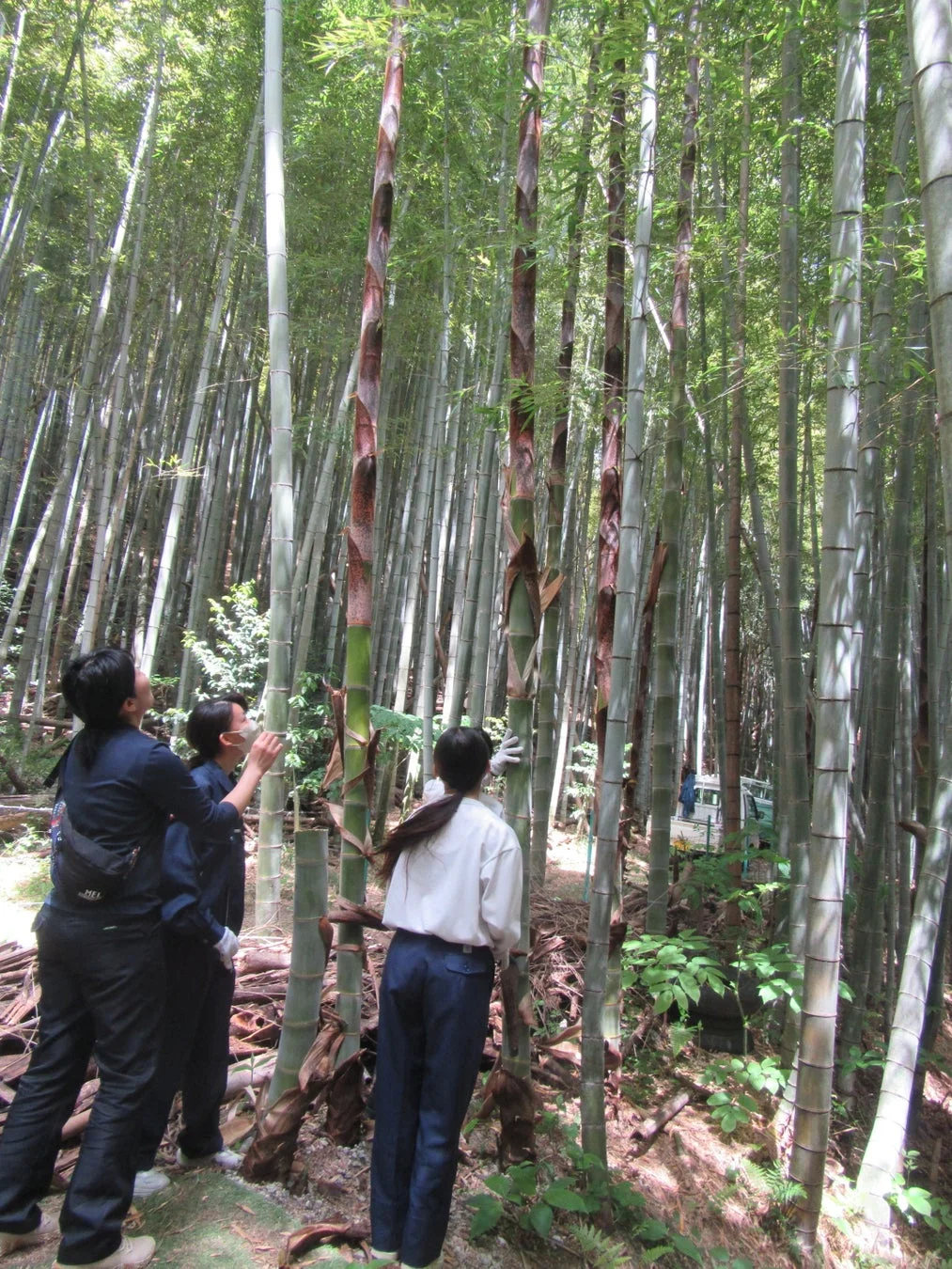 竹林で幼竹を観察する人々
