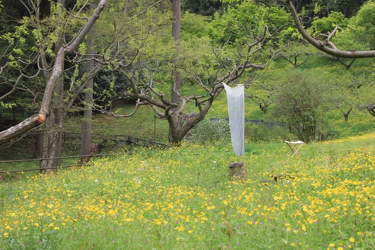 黄色い花畑