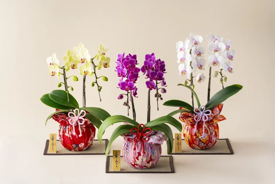 和風の飾り付けがされた胡蝶蘭の鉢植え