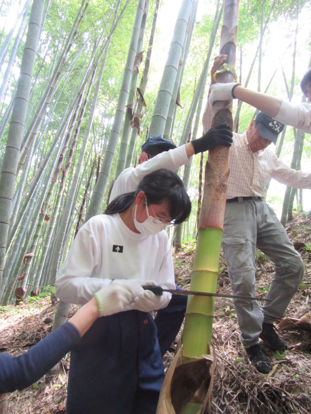 竹林で幼竹を収穫する人々