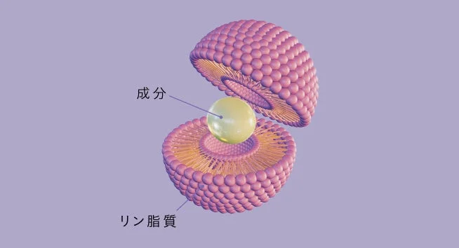 リポソームの構造