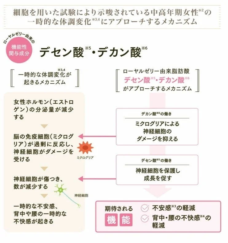 ローヤルゼリー由来脂肪酸のメカニズム