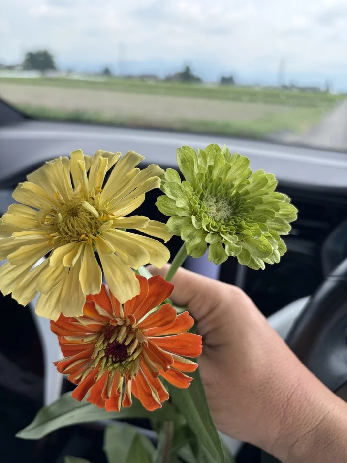 車内でジニアの花束を持つ手