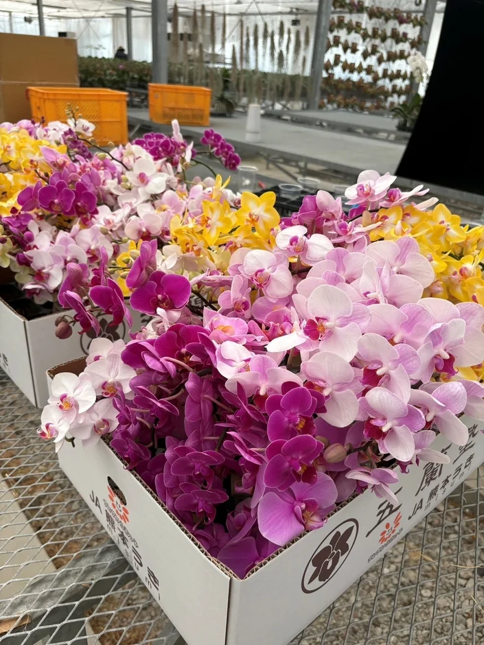 出荷準備中の様々な色の胡蝶蘭