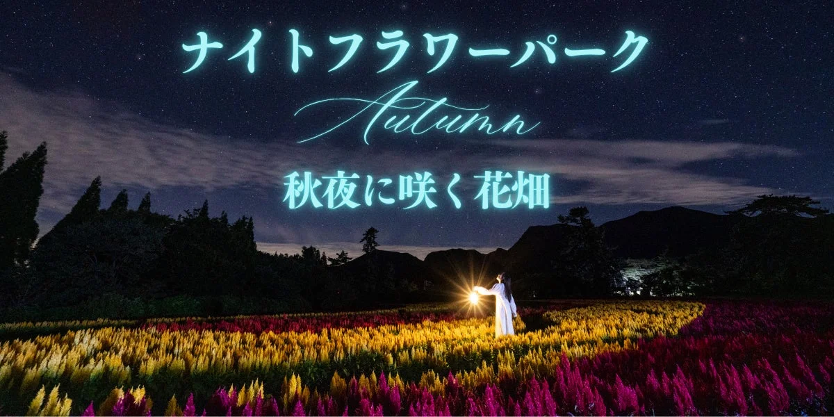ナイトフラワーパーク Autumn 秋夜に咲く花畑