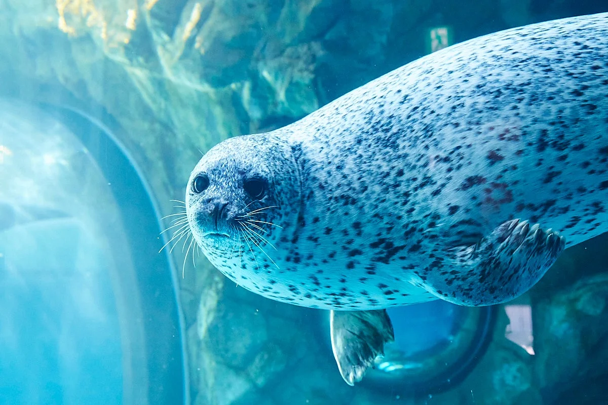 水族館の水中を泳ぐ斑点模様のアザラシのクローズアップ