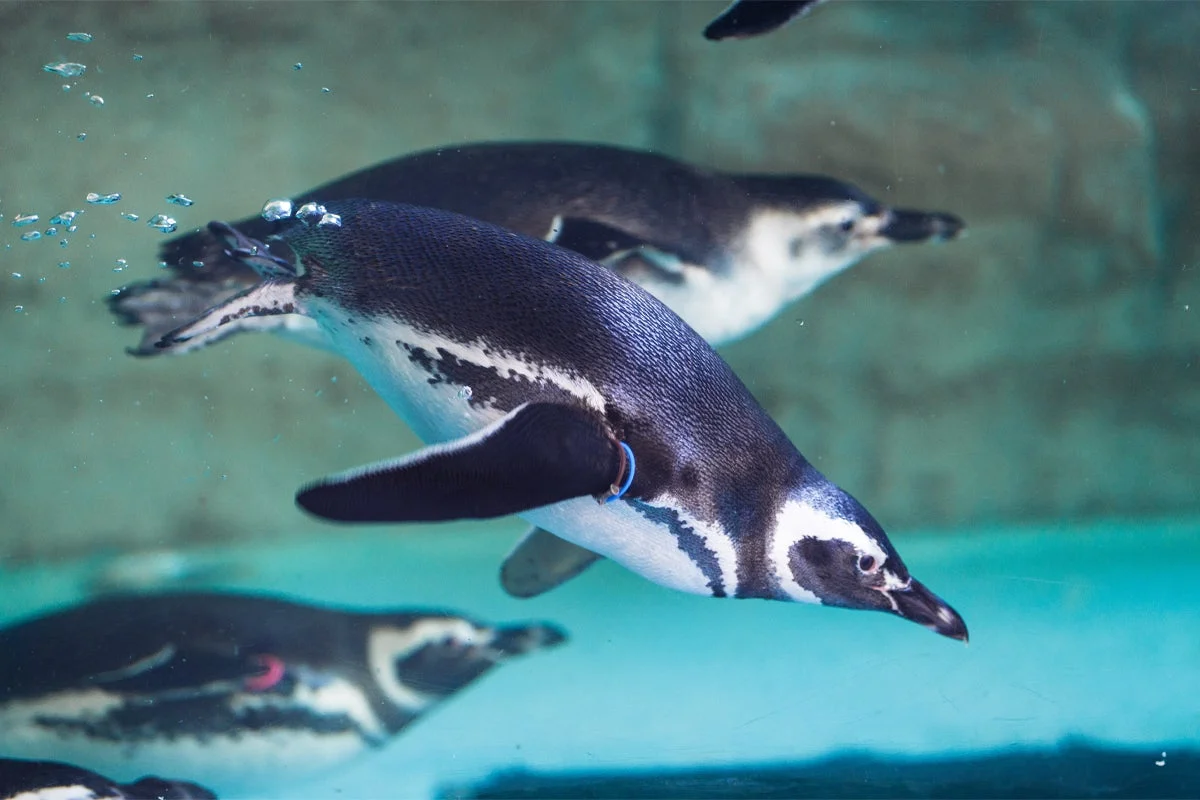 透明な水中で複数のペンギンが泳いでいる様子