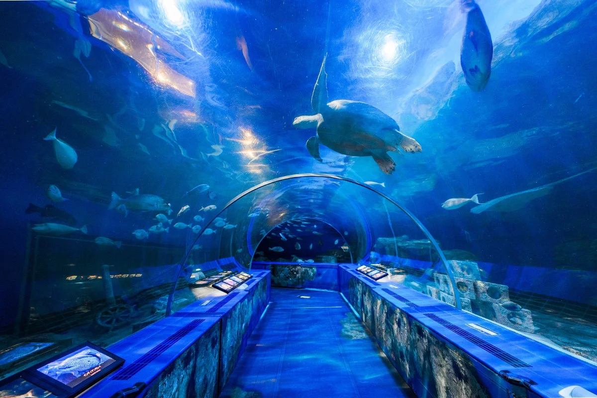 青い光が幻想的な海中トンネル型水族館の内部